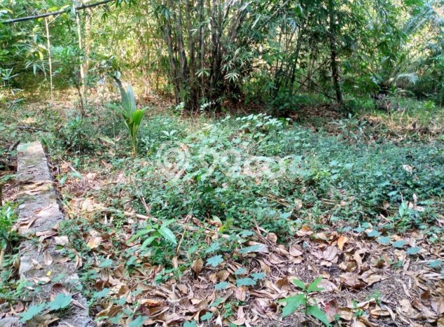 Kavling Tanah di Pajangan Dijual Luas 1505m2 Legalitas SHM Kavling Tanah di Pajangan Dijual Luas 1505m2 Legalitas SHM