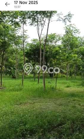Tanah Strategis Dijual di Kaliwungu Semarang 70000m2 Tanah Strategis Dijual di Kaliwungu Semarang 70000m2