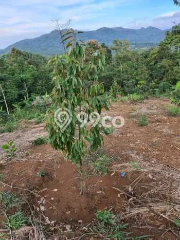 Lahan Strategis di Leuwidamar Dijual dengan Luas 24000m2 Lahan Strategis di Leuwidamar Dijual dengan Luas 24000m2
