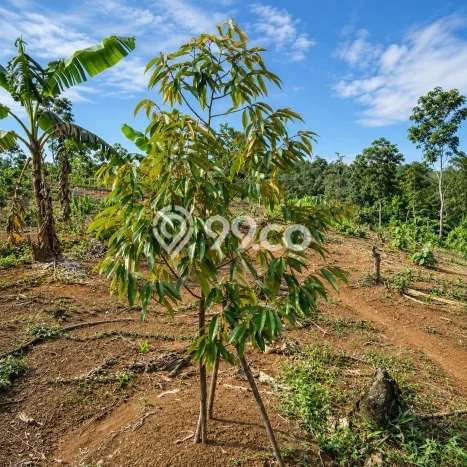 Lahan Strategis di Leuwidamar Dijual dengan Luas 24000m2 Lahan Strategis di Leuwidamar Dijual dengan Luas 24000m2