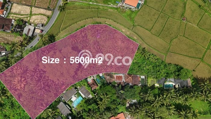 Kavling Tanah di Ubud Dijual Luas 5600m2 Legalitas Hak Sewa Kavling Tanah di Ubud Dijual Luas 5600m2 Legalitas Hak Sewa