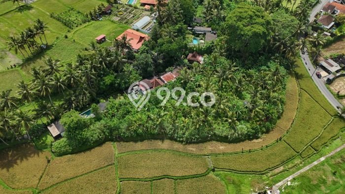 Kavling Tanah di Ubud Dijual Luas 5600m2 Legalitas Hak Sewa Kavling Tanah di Ubud Dijual Luas 5600m2 Legalitas Hak Sewa