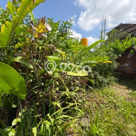 Lahan untuk Dijual di Ubud Gianyar Luas 615m2 Lahan untuk Dijual di Ubud Gianyar Luas 615m2