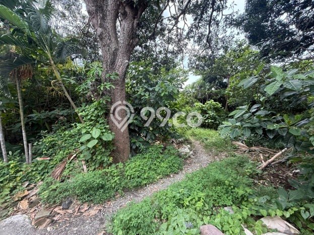 Tanah Kavling Dijual di Umalas, Badung dengan Luas Tanah 1300m2 Tanah Kavling Dijual di Umalas, Badung dengan Luas Tanah 1300m2