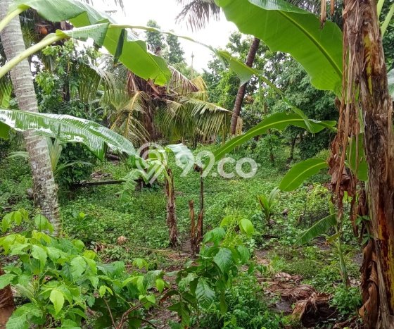 Tanah Kavling Dijual di Gianyar dengan Spesifikasi 1000m2 Tanah Kavling Dijual di Gianyar dengan Spesifikasi 1000m2