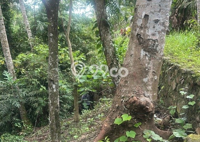 Tanah Kavling di Ubud Dijual dengan Luas 1495m2 Tanah Kavling di Ubud Dijual dengan Luas 1495m2