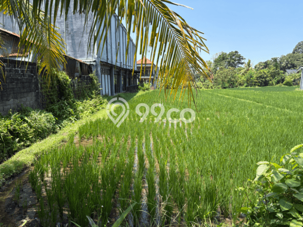Kavling Tanah Dijual di Ubud, Gianyar, Luas 700m2 Area Strategis Kavling Tanah Dijual di Ubud, Gianyar, Luas 700m2 Area Strategis