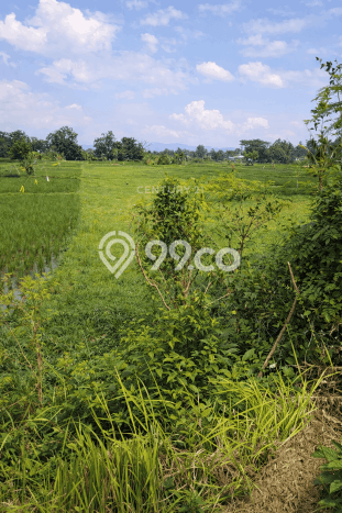 Disewakan Tanah di Yogyakarta, Luas 814m2 Area Berkembang Disewakan Tanah di Yogyakarta, Luas 814m2 Area Berkembang