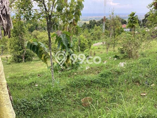 Kavling Tanah untuk Dijual di Lovina, Buleleng, Luas 500m2 Kavling Tanah untuk Dijual di Lovina, Buleleng, Luas 500m2