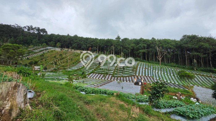 Lahan untuk Dijual di Lembang Bandung Barat Luas 20000m2 Lahan untuk Dijual di Lembang Bandung Barat Luas 20000m2