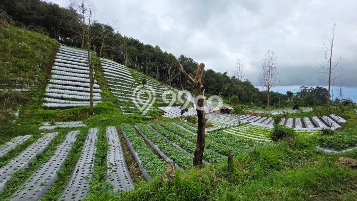 Lahan untuk Dijual di Lembang Bandung Barat Luas 20000m2 Lahan untuk Dijual di Lembang Bandung Barat Luas 20000m2