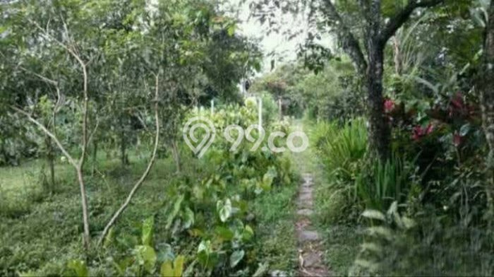 Dijual Tanah 4300m2 di Luwus, Tabanan Dijual Tanah 4300m2 di Luwus, Tabanan