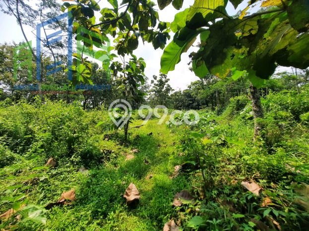 Tanah Dijual Lokasi Mojosongo, Boyolali Luas 1185m2 Legalitas Aman Tanah Dijual Lokasi Mojosongo, Boyolali Luas 1185m2 Legalitas Aman