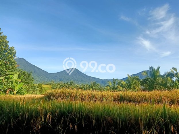 Dijual Tanah 8280m2 di Jatiluwih, Tabanan Dijual Tanah 8280m2 di Jatiluwih, Tabanan