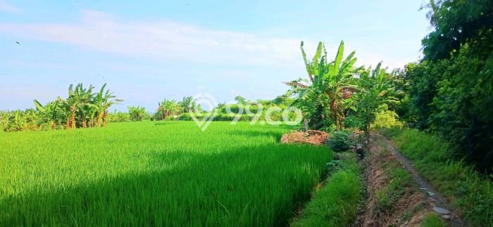Lahan Investasi Lokasi Sukawati Gianyar SHM Lahan Investasi Lokasi Sukawati Gianyar SHM