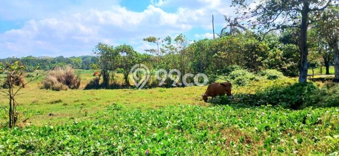 Tanah Investasi Dijual di Gianyar Punya Luas 25300m2 Tanah Investasi Dijual di Gianyar Punya Luas 25300m2