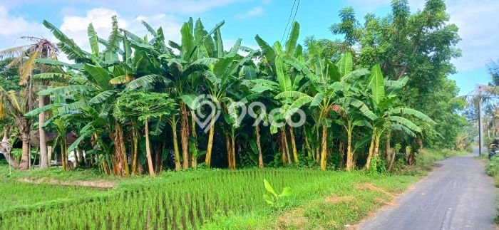 Tanah Kavling Dijual di Gianyar dengan Spesifikasi 4250m2 Tanah Kavling Dijual di Gianyar dengan Spesifikasi 4250m2