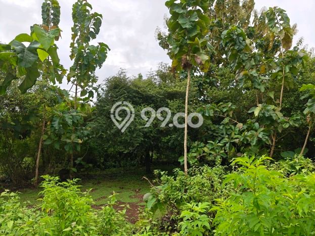 Tanah Dijual di Badung Seluas 350m2 Strategis Tanah Dijual di Badung Seluas 350m2 Strategis