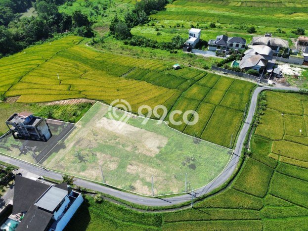 Dijual Tanah Lokasi canggu, Badung Seluas 3080m2 Dijual Tanah Lokasi canggu, Badung Seluas 3080m2