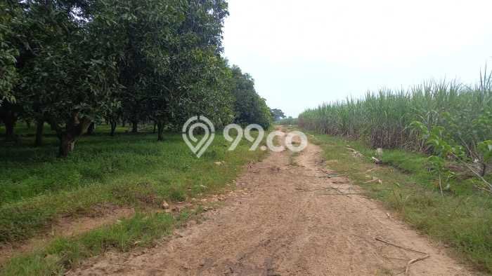 Tanah Dijual Lokasi Indramayu, Indramayu dengan Luas Tanah 110000m2 dan Status - Tanah Dijual Lokasi Indramayu, Indramayu dengan Luas Tanah 110000m2 dan Status -