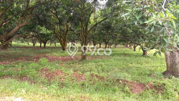 Tanah Dijual Lokasi Indramayu, Indramayu dengan Luas Tanah 110000m2 dan Status - Tanah Dijual Lokasi Indramayu, Indramayu dengan Luas Tanah 110000m2 dan Status -