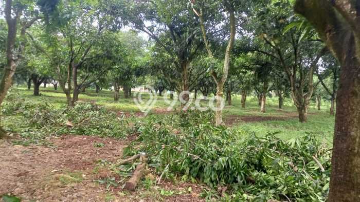 Tanah Dijual Lokasi Indramayu, Indramayu dengan Luas Tanah 110000m2 dan Status - Tanah Dijual Lokasi Indramayu, Indramayu dengan Luas Tanah 110000m2 dan Status -
