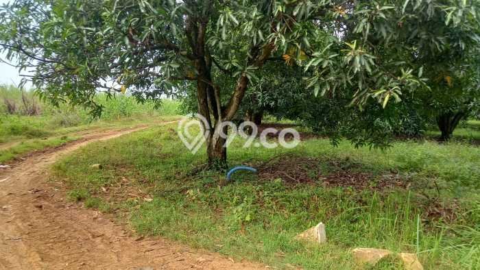 Tanah Dijual Lokasi Indramayu, Indramayu dengan Luas Tanah 110000m2 dan Status - Tanah Dijual Lokasi Indramayu, Indramayu dengan Luas Tanah 110000m2 dan Status -