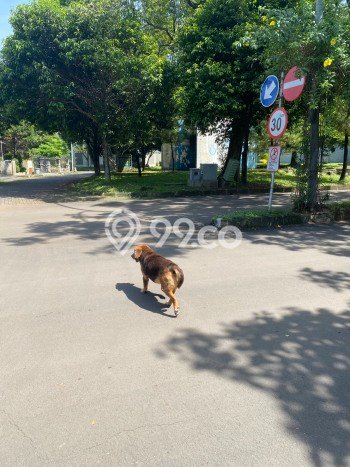 Siap Huni Hunian Elit 4 Kamar di BSD Dekat ke Mana Saja Siap Huni Hunian Elit 4 Kamar di BSD Dekat ke Mana Saja