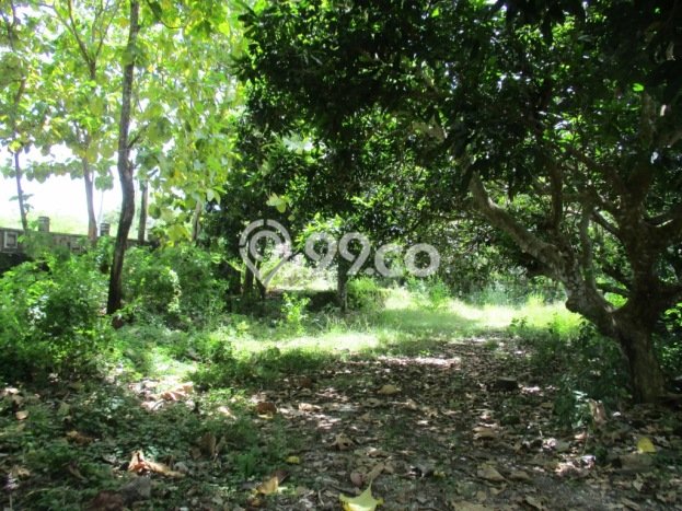 Tanah Kavling Dijual di Kutuh, Badung dengan Luas Tanah 2500m2 Tanah Kavling Dijual di Kutuh, Badung dengan Luas Tanah 2500m2