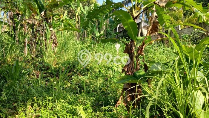 Tanah Dijual Lokasi Ubud, Gianyar dengan Luas Tanah 1500m2 dan Status SHM Tanah Dijual Lokasi Ubud, Gianyar dengan Luas Tanah 1500m2 dan Status SHM