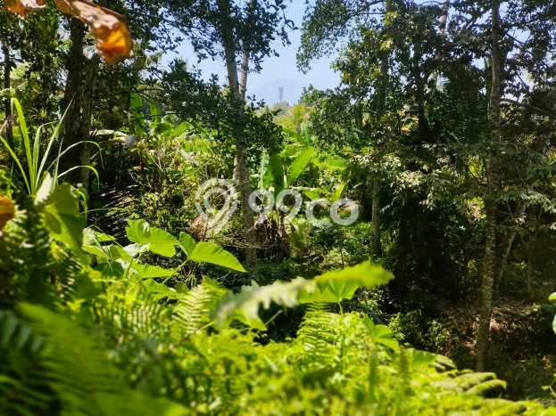 Tanah Dijual Lokasi Ubud, Gianyar Luas 333m2 Legalitas Aman Tanah Dijual Lokasi Ubud, Gianyar Luas 333m2 Legalitas Aman