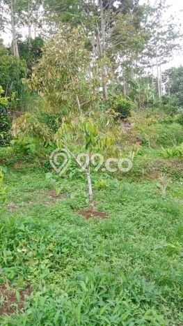 Tanah untuk Dijual Lokasi Petang, Badung Luas 9000m2 SHM Tanah untuk Dijual Lokasi Petang, Badung Luas 9000m2 SHM