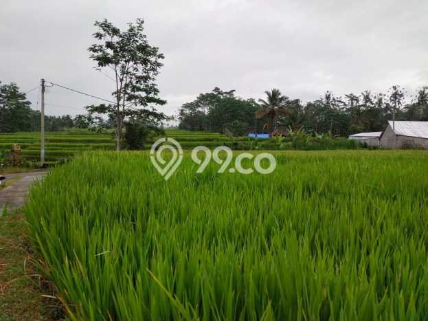 Tanah Premium di Ubud, Luas 1061m2m², Akses Ubud, Gianyar, Gianyar Tanah Premium di Ubud, Luas 1061m2m², Akses Ubud, Gianyar, Gianyar