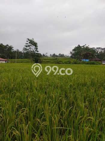 Tanah Premium di Ubud, Luas 1061m2m², Akses Ubud, Gianyar, Gianyar Tanah Premium di Ubud, Luas 1061m2m², Akses Ubud, Gianyar, Gianyar