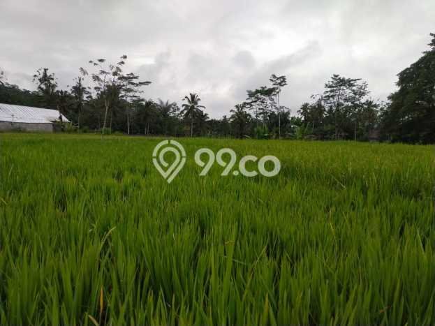 Tanah Premium di Ubud, Luas 1061m2m², Akses Ubud, Gianyar, Gianyar Tanah Premium di Ubud, Luas 1061m2m², Akses Ubud, Gianyar, Gianyar