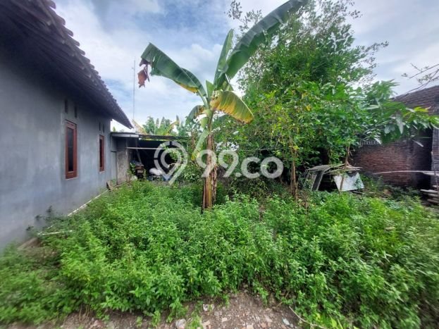Tanah Dijual Lokasi Grogol, Sukoharjo Luas 155m2 Legalitas Aman Tanah Dijual Lokasi Grogol, Sukoharjo Luas 155m2 Legalitas Aman