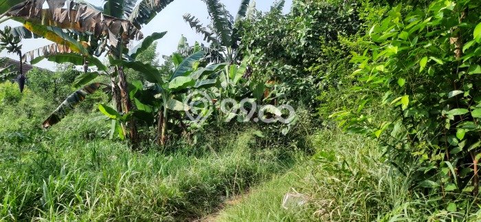 Tanah Kavling untuk Dijual di Pamulang Tangerang Selatan 7000m2 Tanah Kavling untuk Dijual di Pamulang Tangerang Selatan 7000m2