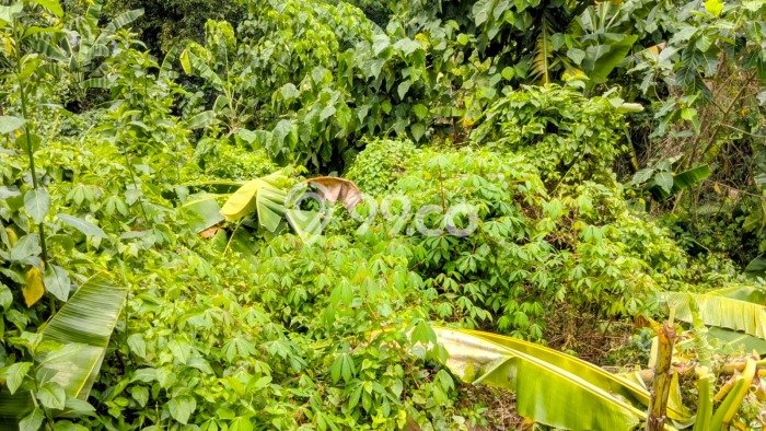 Tanah di Pesanggrahan, Jakarta Selatan Luas 1000m2 Dijual Segera Tanah di Pesanggrahan, Jakarta Selatan Luas 1000m2 Dijual Segera