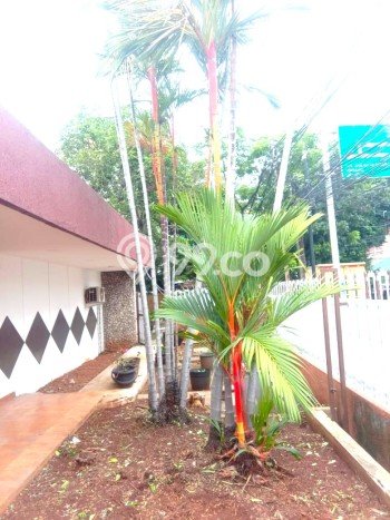 Rumah Elit Modern Siap Huni di Tomang Jakarta Barat Rumah Elit Modern Siap Huni di Tomang Jakarta Barat