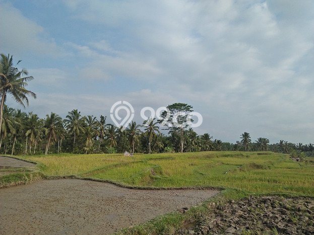 Tanah Dijual Lokasi Ubud Gianyar SHM Tanah Dijual Lokasi Ubud Gianyar SHM