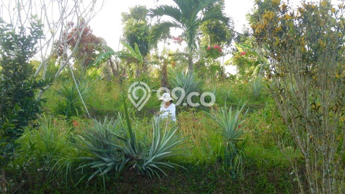 Lahan Investasi Lokasi Selemadeg Tabanan SHM Lahan Investasi Lokasi Selemadeg Tabanan SHM