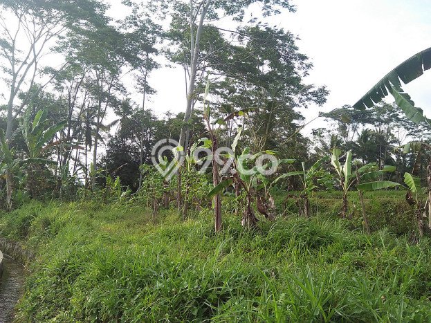 Tanah Dijual Lokasi Ubud Gianyar SHM Tanah Dijual Lokasi Ubud Gianyar SHM