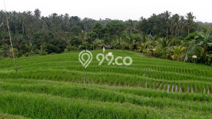 Lahan Investasi Lokasi Selemadeg Tabanan SHM Lahan Investasi Lokasi Selemadeg Tabanan SHM