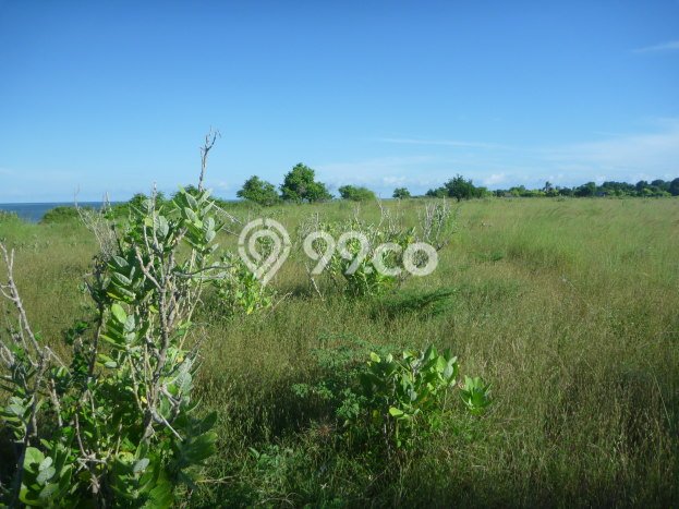 Tanah Strategis Dijual di Haharu Sumba Timur 9999m2 Tanah Strategis Dijual di Haharu Sumba Timur 9999m2