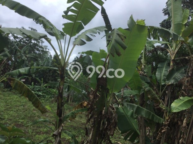 Tanah Kosong Dijual di Gianyar dengan Area 1m2 Tanah Kosong Dijual di Gianyar dengan Area 1m2