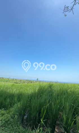 Tanah untuk Dijual di Tabanan Tabanan Luas 3700m2 Tanah untuk Dijual di Tabanan Tabanan Luas 3700m2