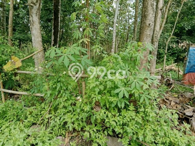 Lahan Investasi Lokasi Jambe Tangerang SHM Lahan Investasi Lokasi Jambe Tangerang SHM