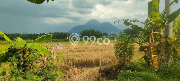 Untuk Dijual Tanah di Ngoro Mojokerto Luas 65000m2 SHM Untuk Dijual Tanah di Ngoro Mojokerto Luas 65000m2 SHM