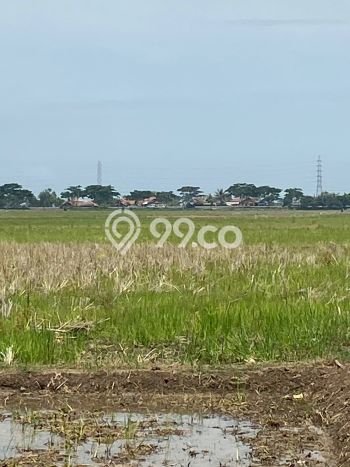 Tanah Dijual Lokasi Pamanukan, Subang dengan Luas Tanah 24500m2 dan Status SHM Tanah Dijual Lokasi Pamanukan, Subang dengan Luas Tanah 24500m2 dan Status SHM