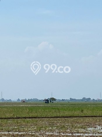 Lahan Investasi Lokasi Pamanukan Subang SHM Lahan Investasi Lokasi Pamanukan Subang SHM
